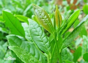 tieguanyintea