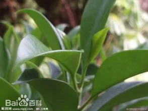 hancha hancha