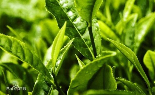 Where Is The Origin Of Tea Trees? What Is The Basis For This?